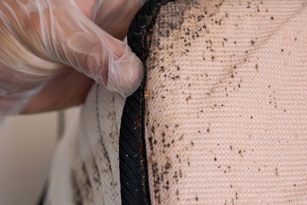 bed bugs on a mattress