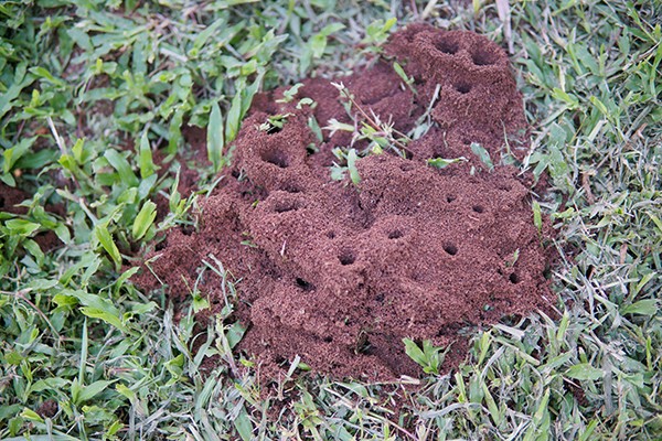 Fire ant mound in a yard
