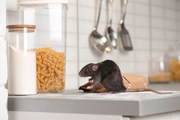 Rat in a kitchen
