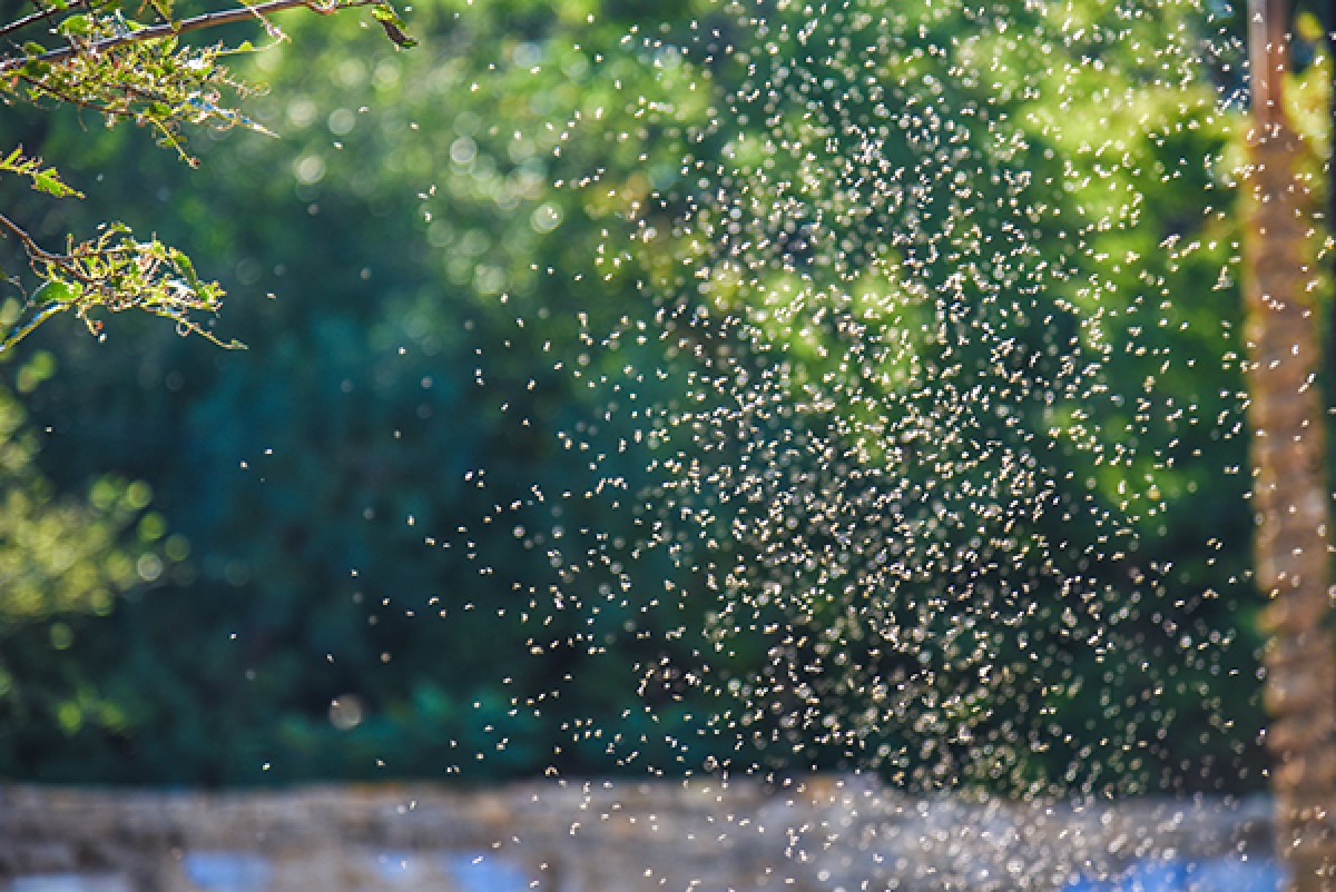 Mosquito swarm