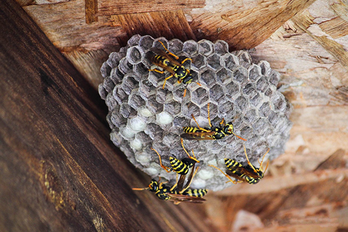 Bee hive on a house