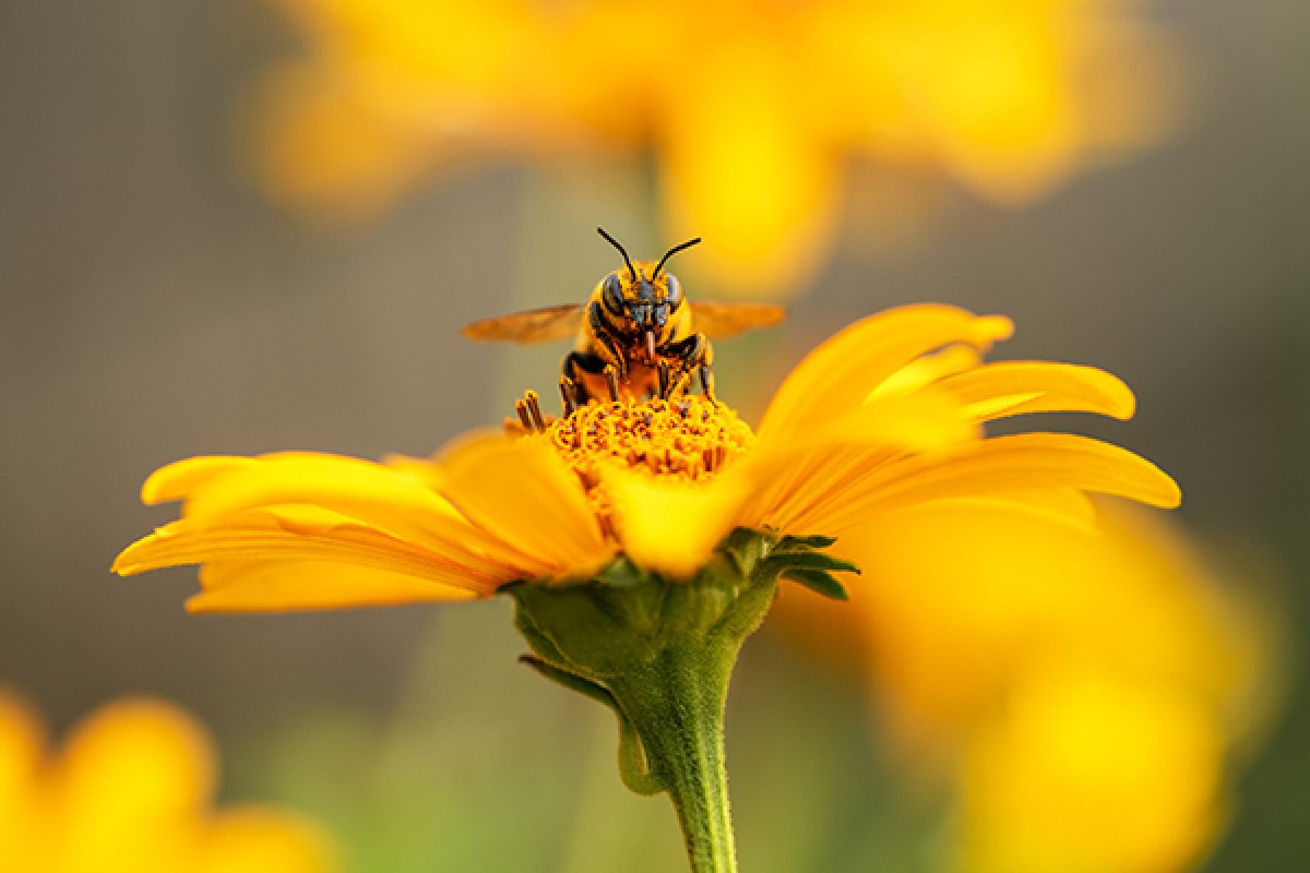 Bee on a flower