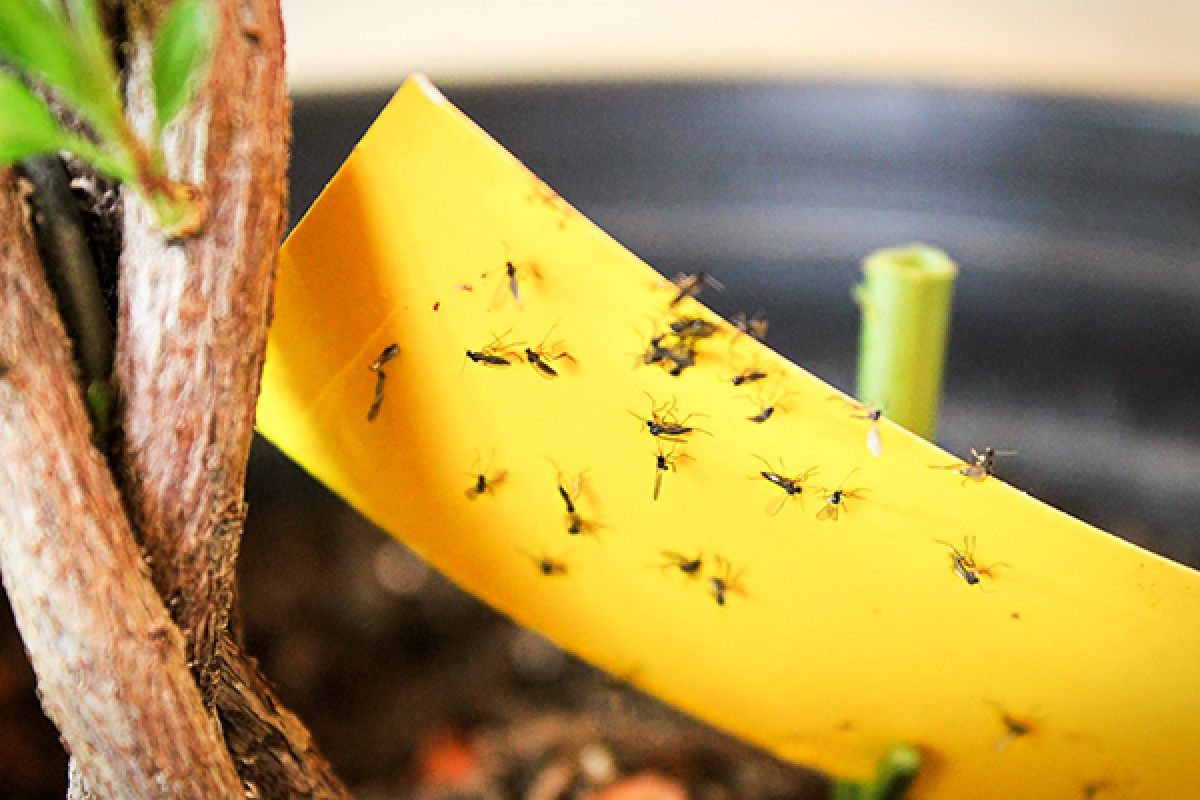 Flys on fly paper