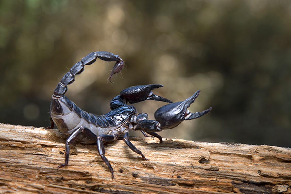 Stupid scorpion
